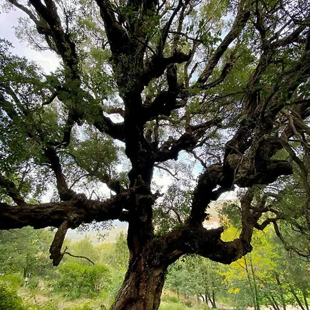 Maison De Maitre Albitru - Domaine Romella - Piscine - Vue Golfe St-florent