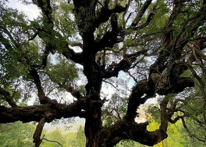 Maison De Maitre Albitru - Domaine Romella - Piscine - Vue Golfe St-florent